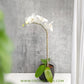 Dream Girl | Phalaenopsis Orchid Gift