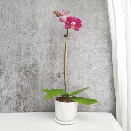 Amethyst Dream | Phalaenopsis Orchid Gift