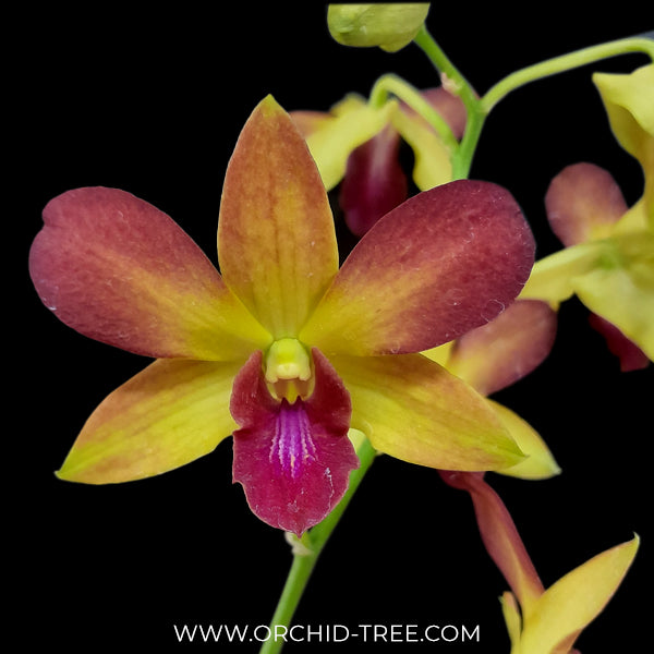 Dendrobium Gift by God Orchid Plant- FF