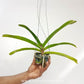 Rhynchostylis gigantea Cartoon Orchid Plant - BS