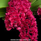 Rhynchostylis gigantea Red sp. Orchid Plant - BS