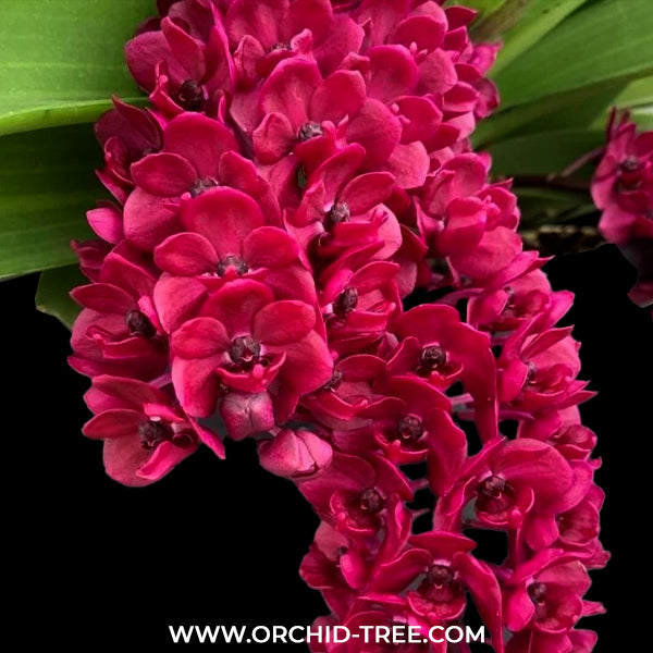 Rhynchostylis gigantea Red sp. Orchid Plant - BS