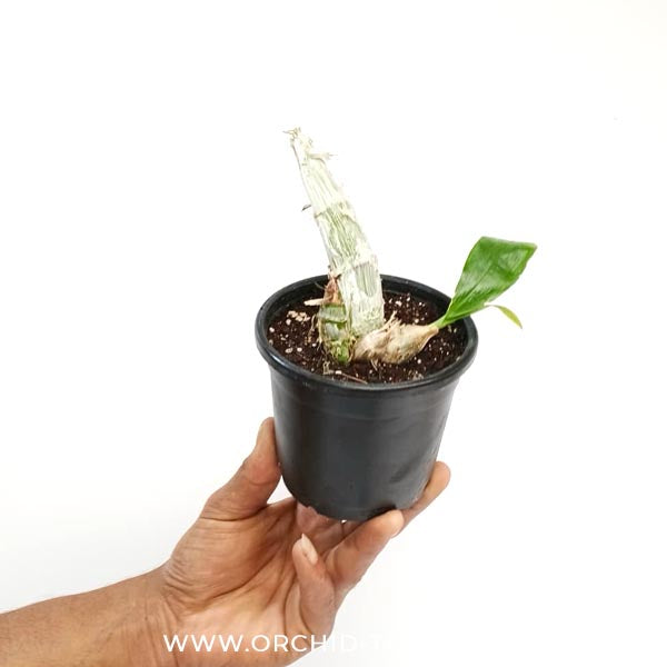 Catasetum Gnomus 'Jumbo' Orchid Plant - BS