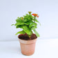 Zinnia | with flowers