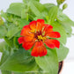 Zinnia | with flowers