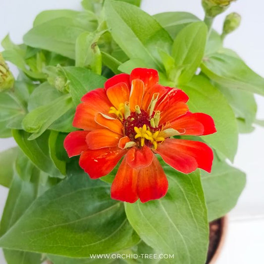 Zinnia | with flowers