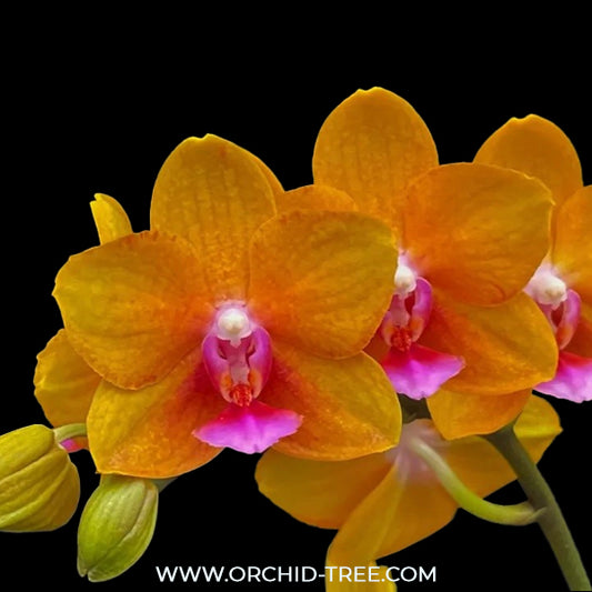 Phalaenopsis Charming Little Gold Orchid plant - FF