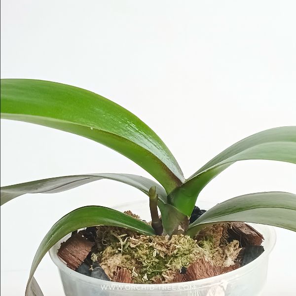 Phalaenopsis Fuller's Gold Princess Orchid Plant - FF - Buy Orchids Plants Online by Orchid-Tree.com