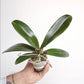 Phalaenopsis Fuller's Gold Princess Orchid Plant - FF - Buy Orchids Plants Online by Orchid-Tree.com