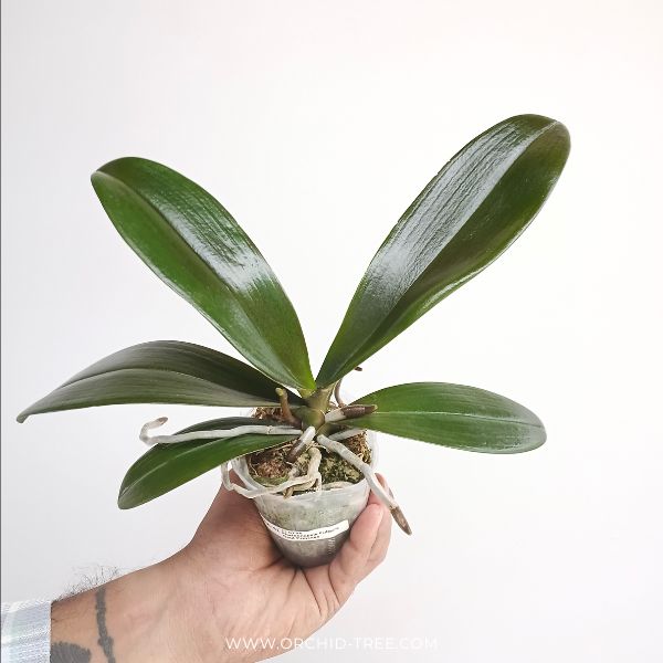 Phalaenopsis Fuller's Gold Princess Orchid Plant - FF - Buy Orchids Plants Online by Orchid-Tree.com