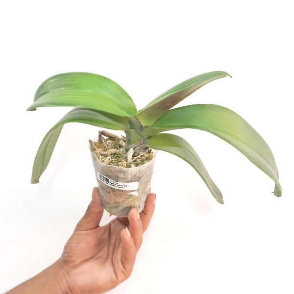 Phalaenopsis OX Golden Apple Orchid Plant- FF
