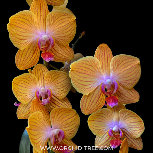 Phalaenopsis Golden Armor - BS