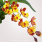 Oncidium Howeara Chiantzy Lovely 'Golden Bug' Orchid Plant - BS