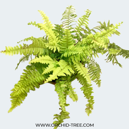 Golden Fern