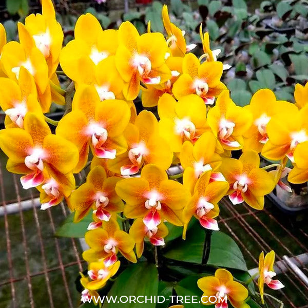 Phalaenopsis Golden Perfume - FF