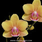 Phalaenopsis Golden Wish Orchid Plant - FF
