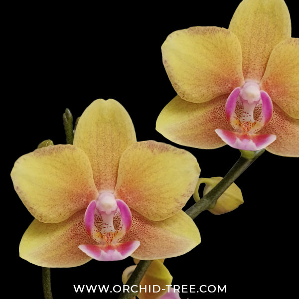 Phalaenopsis Golden Wish Orchid Plant - FF