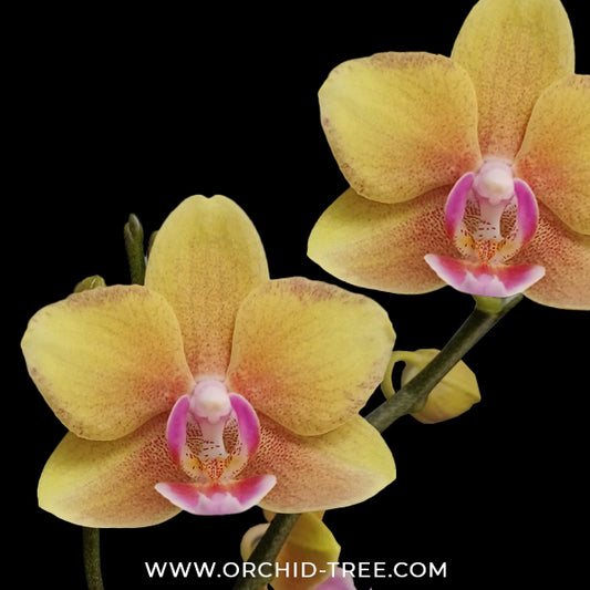 Phalaenopsis Golden Wish Orchid Plant - FF