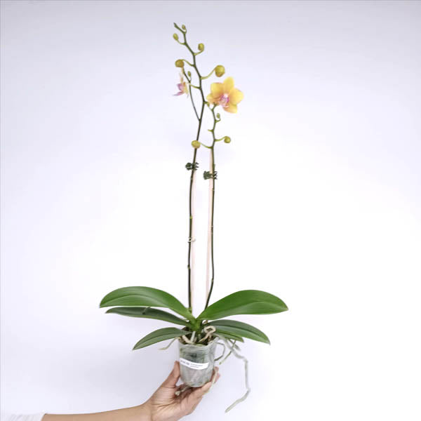Phalaenopsis Golden Wish Orchid Plant - FF