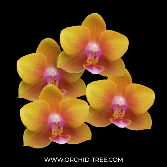 Phalaenopsis Golden Eye Orchid Plant - FF