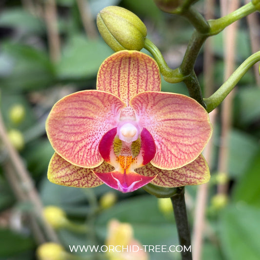 Phalaenopsis Gold Stripe Orchid Plant - FF
