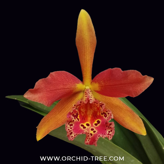 Cattleya Golden Tang Orchid Plant - BS