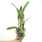 Cattleya Golden Tang Orchid Plant - BS