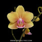 Phalaenopsis Golden Wish Orchid Plant - FF