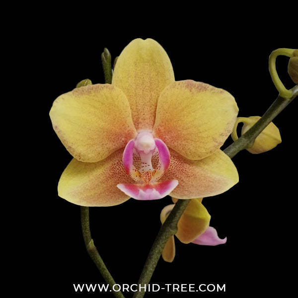 Phalaenopsis Golden Wish Orchid Plant - FF