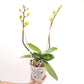 Phalaenopsis Golden Aphrodite Orchid Plant - FF