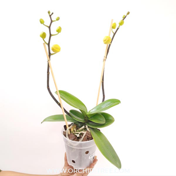 Phalaenopsis Golden Aphrodite Orchid Plant - FF