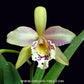 Cattleya Golden Tang Orchid Plant - BS