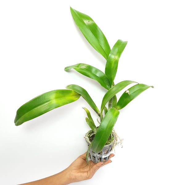 Cattleya Goldenzelle Egg Nog x Maris Song Mad Butterfly Orchid Plant - BS