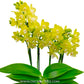 Phalaenopsis Goldilocks - FF