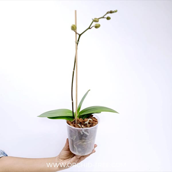 Phalaenopsis Good Reason Orchid Plant - FF