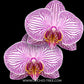 Phalaenopsis Good Reason Orchid Plant - FF