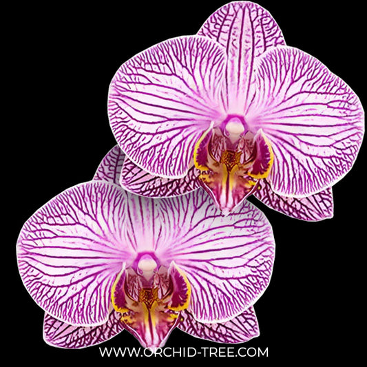 Phalaenopsis Good Reason Orchid Plant - FF