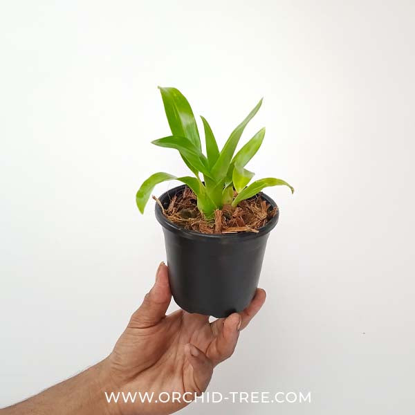 Grammatophyllum Armada 'Daimyo' Orchid Plant - SS