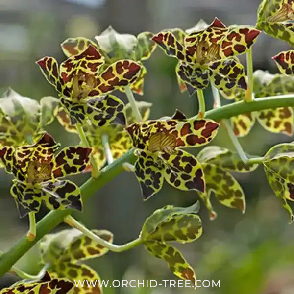 Grammatophyllum Pakkret Leo Asgard Orchid Plant - SS