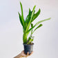 Grammatophyllum Lazarus - | BS