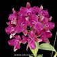 Cattlianthae Grate Balls of Fire Orchid Plant - BS - Buy Orchids Plants Online by Orchid-Tree.com