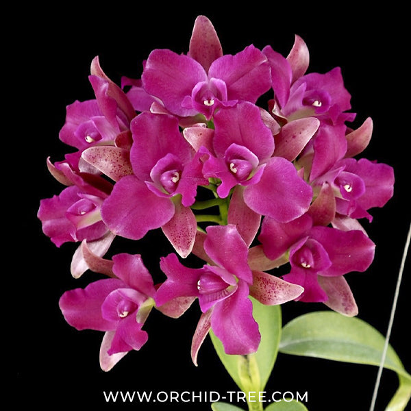 Cattlianthae Grate Balls of Fire Orchid Plant - BS - Buy Orchids Plants Online by Orchid-Tree.com