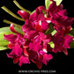 Cattlianthae Grate Balls of Fire Orchid Plant - BS - Buy Orchids Plants Online by Orchid-Tree.com