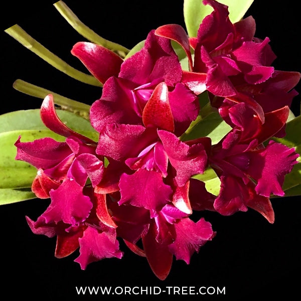 Cattlianthae Grate Balls of Fire Orchid Plant - BS - Buy Orchids Plants Online by Orchid-Tree.com