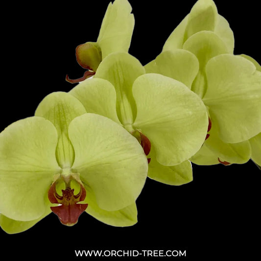 Phalaenopsis Green Diamond Orchid Plant -FF