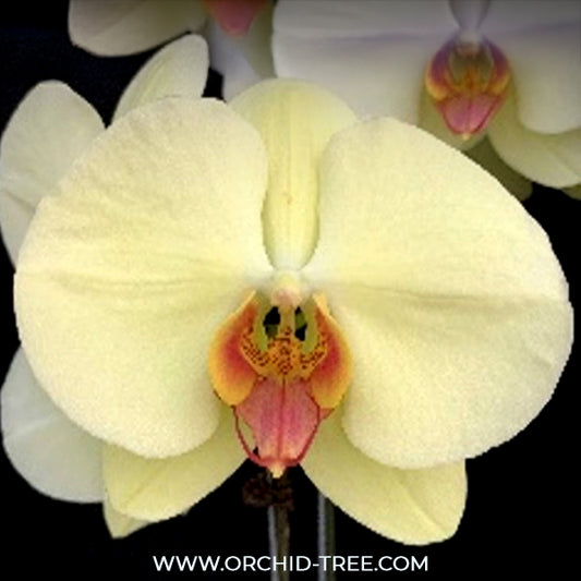 Phalaenopsis Fusheng's Green Earth Orchid Plant - FF