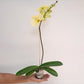 Phalaenopsis Star Green Beauty Orchid Plant - BS