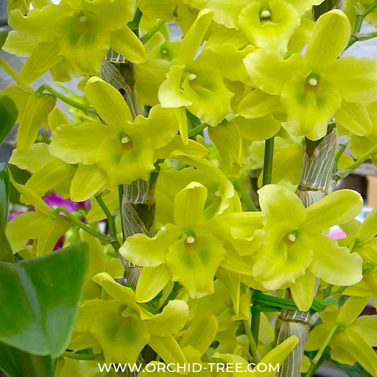 Dendrobium Green Surprise 'Windy' - BS