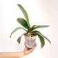 Phalaenopsis Green Diamond Orchid Plant -FF