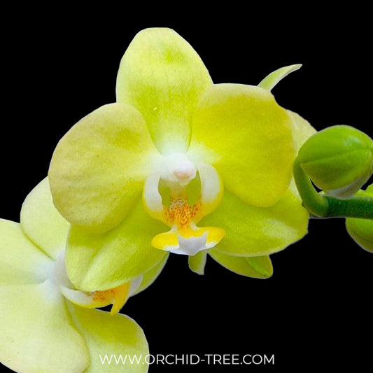 Phalaenopsis Little Green Smile Orchid Plant - FF